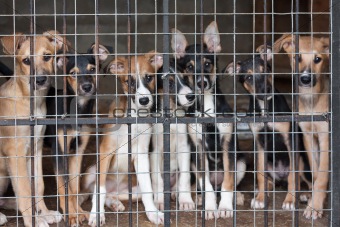 Many puppies locked in the cage